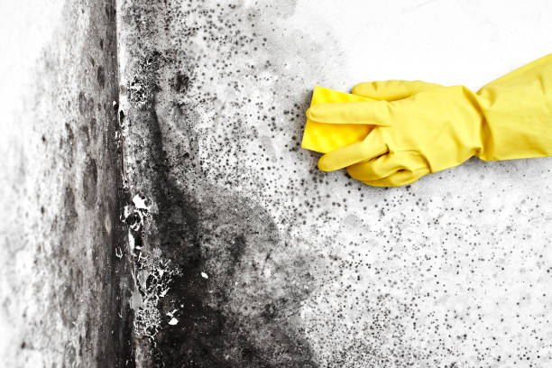 Best Asbestos and Lead Testing During Mold Inspection  in Tularosa, NM