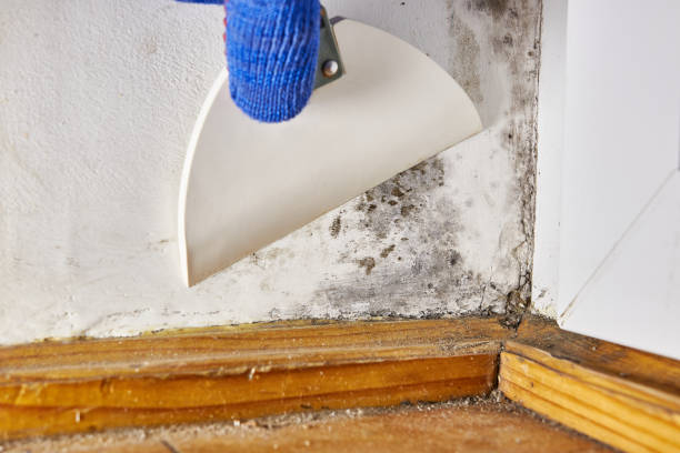 Best Water Damage & Mold Remediation  in Tularosa, NM